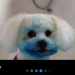 Meet your Posher, Milo